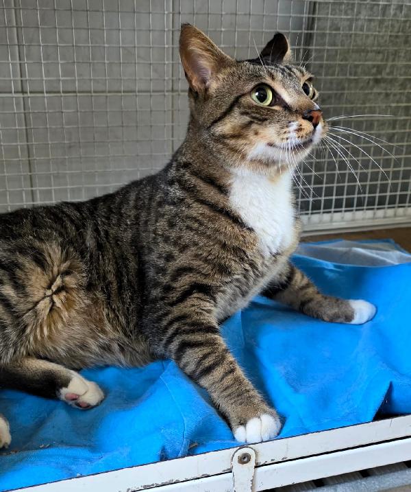 Santolino Gatto Tigrato